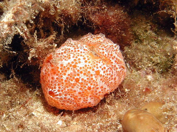 Aplidium elegans